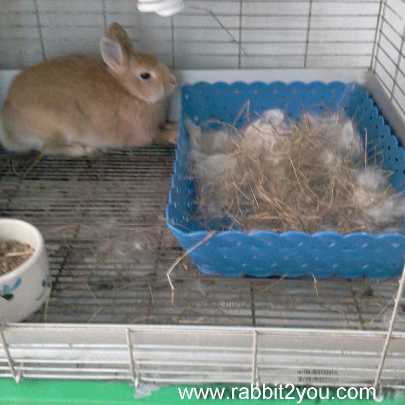 หากไม่มีรังคลอดแบบไม้สามารถใช้ตะกร้าขอบสูงแทนได้