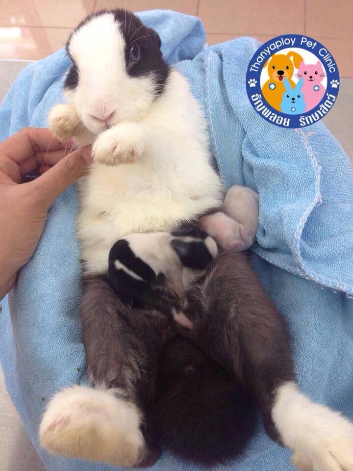 เจ้าของต้องทำการจับบังคับแม่กระต่ายให้นอนหงายนิ่งๆเพื่อให้นมลูกวันละ 4 ครั้ง