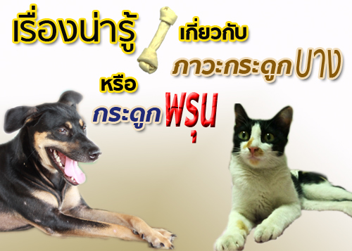 เรื่องน่ารู้เกี่ยวกับภาวะกระดูกบางหรือกระดูกพรุน