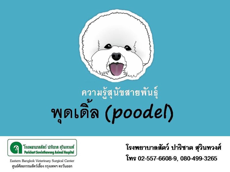 ความรู้น้องหมาสายพันธุ์พุดเดิ้ล