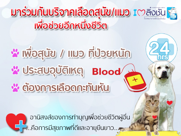สิทธิประโยชน์และคุณสมบัติน้องหมาน้องแมวที่บริจาคเลือดได้