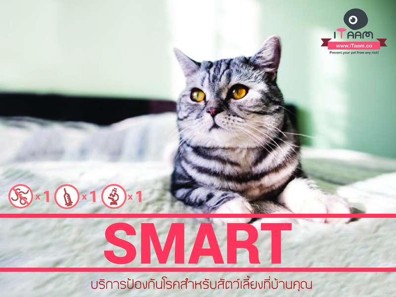 Home Vet Delivery : โปรแกรมสำหรับแมวสูงวัย