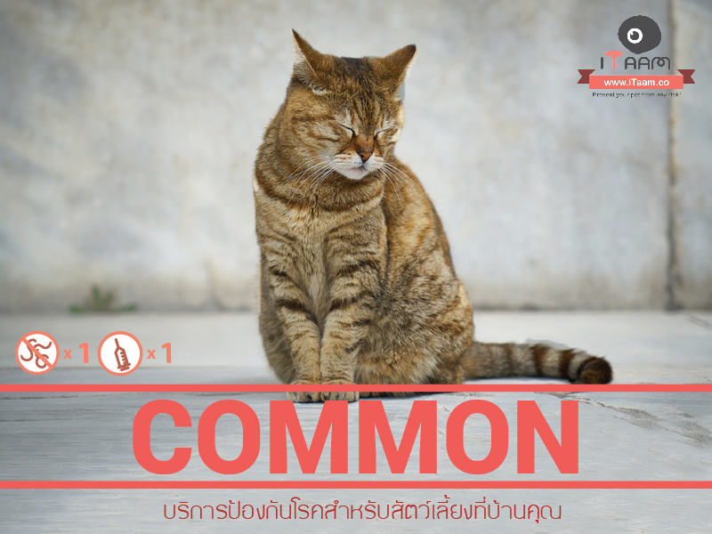 Home Vet Delivery : โปรแกรมสำหรับแมวปกติ