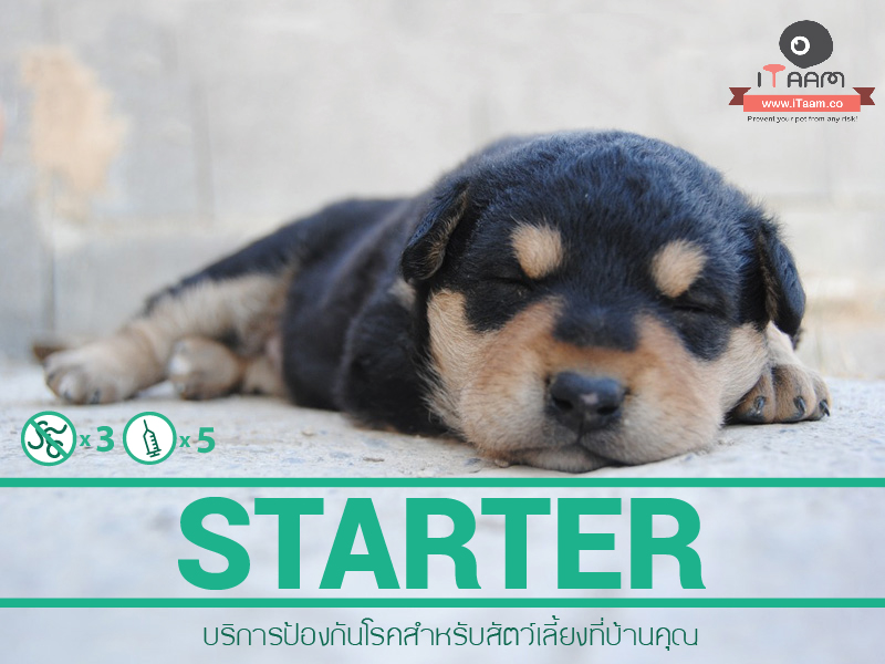 Home Vet Delivery : โปรแกรมสำหรับสุนัขเด็ก