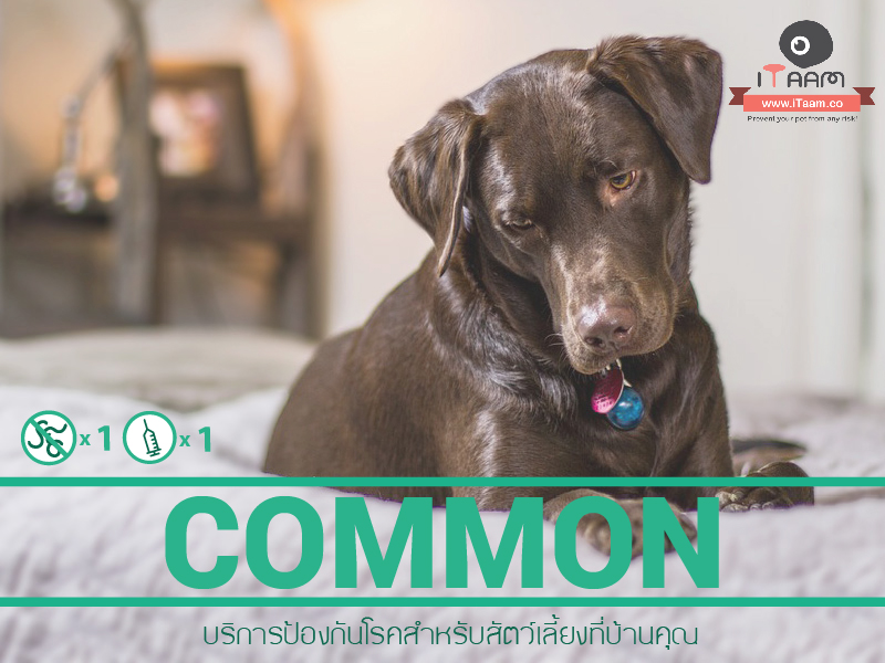 Home Vet Delivery : โปรแกรมสำหรับสุนัขปกติ