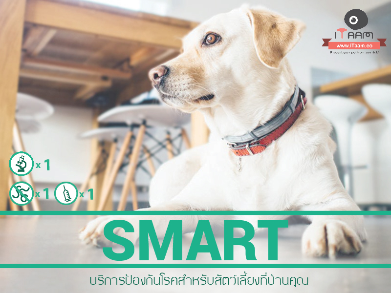 Home Vet Delivery : โปรแกรมสำหรับสุนัขสูงวัย