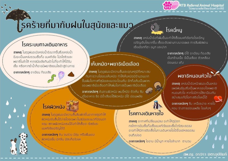 โรคร้ายที่มากับฝนในสุนัขและแมว