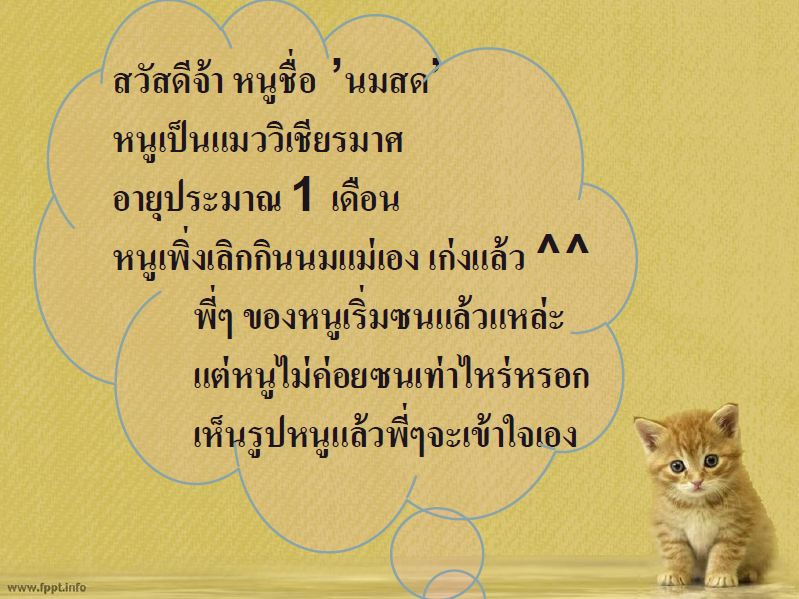 ภาวะโพรงสมองคั่งน้ำแต่กำเนิด/โรคหัวบาตรแต่กำเนิดในแมว/ Congenital hydrocephalus