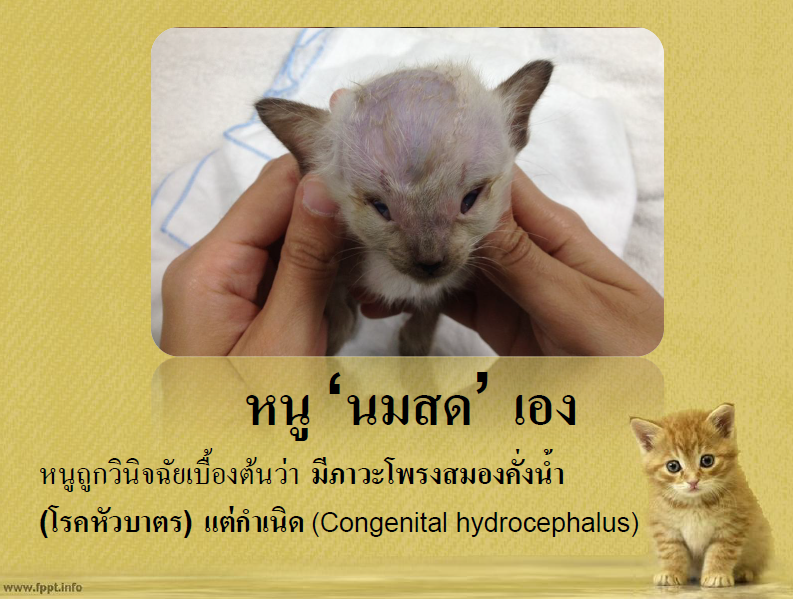 ภาวะโพรงสมองคั่งน้ำแต่กำเนิด/โรคหัวบาตรแต่กำเนิดในแมว/ Congenital hydrocephalus