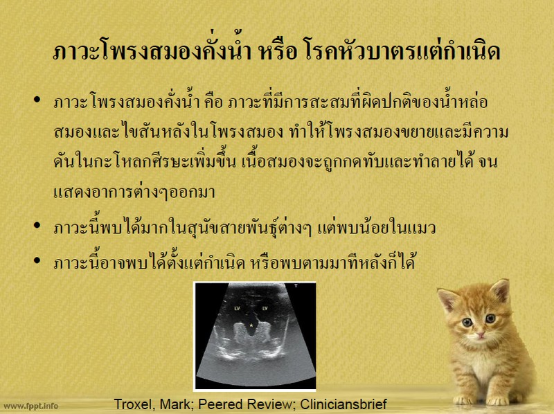 ภาวะโพรงสมองคั่งน้ำแต่กำเนิด/โรคหัวบาตรแต่กำเนิดในแมว/ Congenital hydrocephalus