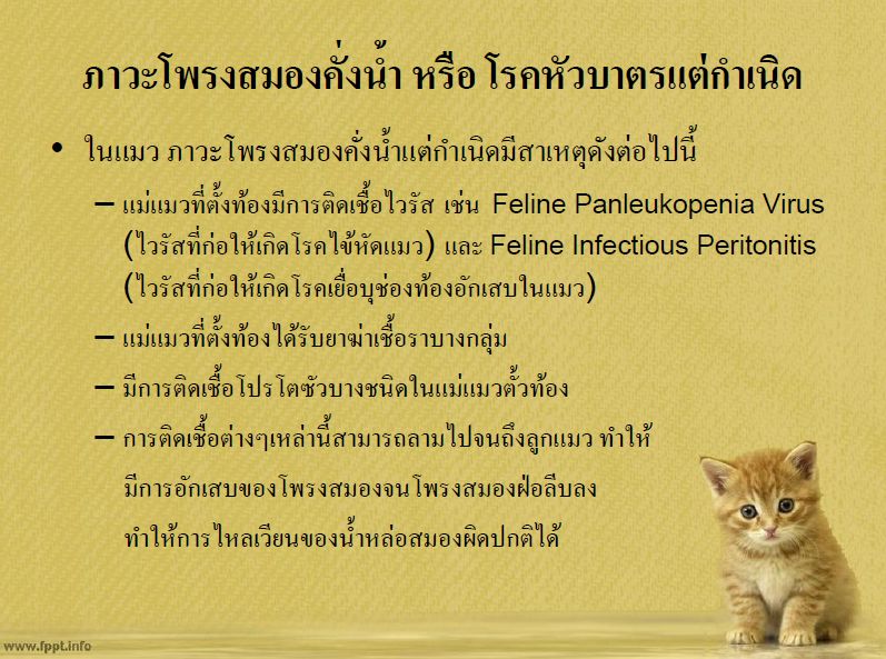 ภาวะโพรงสมองคั่งน้ำแต่กำเนิด/โรคหัวบาตรแต่กำเนิดในแมว/ Congenital hydrocephalus
