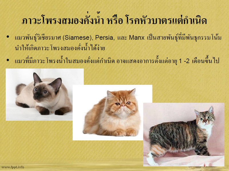 ภาวะโพรงสมองคั่งน้ำแต่กำเนิด/โรคหัวบาตรแต่กำเนิดในแมว/ Congenital hydrocephalus
