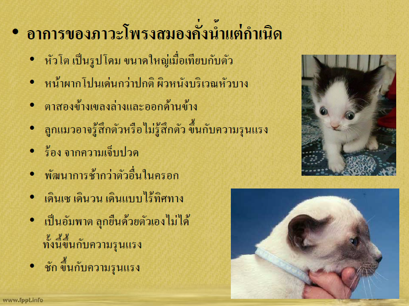 ภาวะโพรงสมองคั่งน้ำแต่กำเนิด/โรคหัวบาตรแต่กำเนิดในแมว/ Congenital hydrocephalus