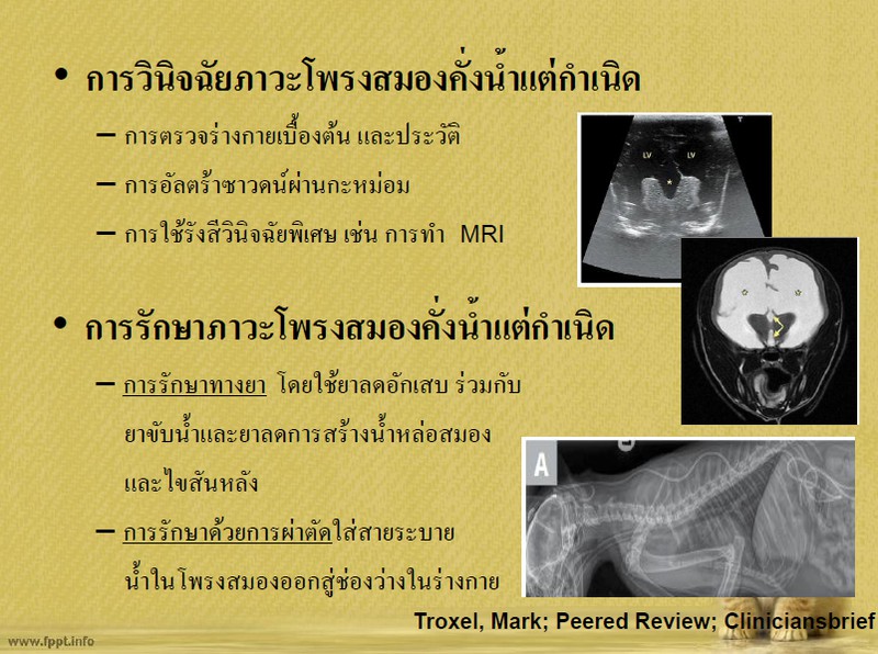 ภาวะโพรงสมองคั่งน้ำแต่กำเนิด/โรคหัวบาตรแต่กำเนิดในแมว/ Congenital hydrocephalus