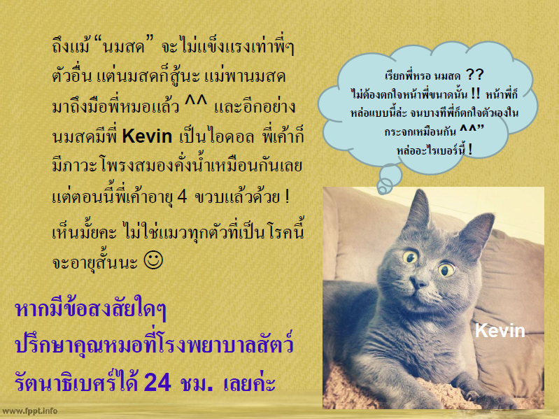 ภาวะโพรงสมองคั่งน้ำแต่กำเนิด/โรคหัวบาตรแต่กำเนิดในแมว/ Congenital hydrocephalus