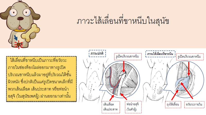 ภาวะไส้เลื่อนที่ขาหนีบในสุนัข