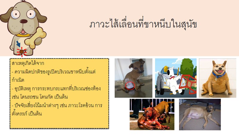 ภาวะไส้เลื่อนที่ขาหนีบในสุนัข