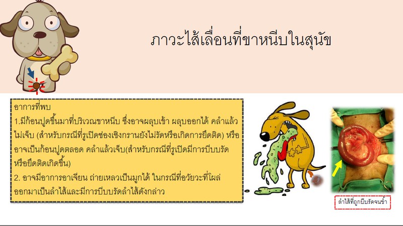 ภาวะไส้เลื่อนที่ขาหนีบในสุนัข