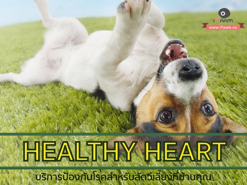 Home Vet Delivery : โปรแกรมป้องกันและตรวจหาพยาธิหนอนหัวใจ เพื่อป้องกันการเกิดโรคในอนาคต (สุนัขนำ้หนักไม่เกิน 5 kg)