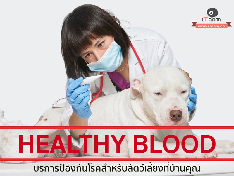 Home Vet Delivery : โปรแกรมป้องกันเห็บหมัด และตรวจหาพยาธิเม็ดเลือด เพื่อป้องกันการเกิดโรคในอนาคต