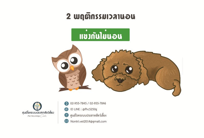 อาการของโรคสมองเสื่อมในสัตว์เลี้ยง