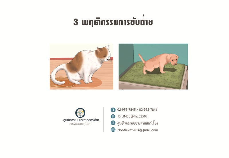 อาการของโรคสมองเสื่อมในสัตว์เลี้ยง