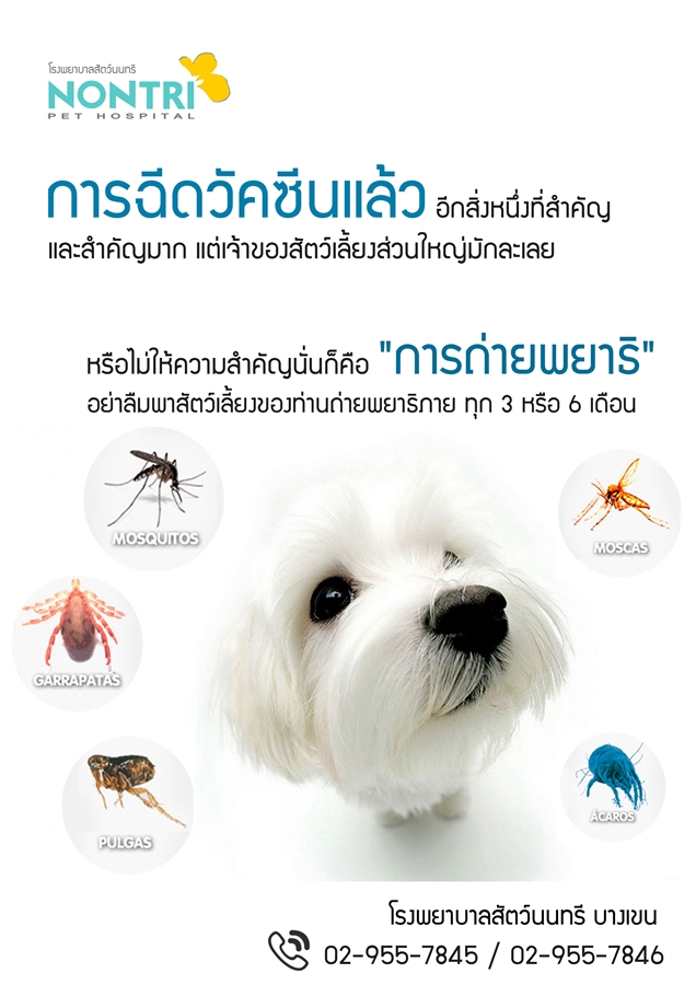 การป้องกันเห็บ หมัด และป้องกันพยาธิหนอนหัวใจแล้ว สิ่งที่จะต้องทำควบคู่และทำอย่างสม่ำเสมอคือ “การถ่ายพยาธิทางเดินอาหาร”