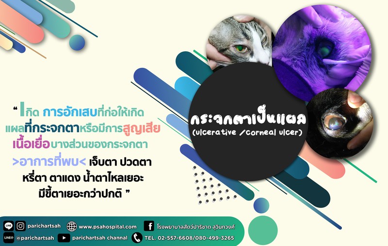 กระจกตาเป็นแผล (ulcerative หรือcorneal ulcer)