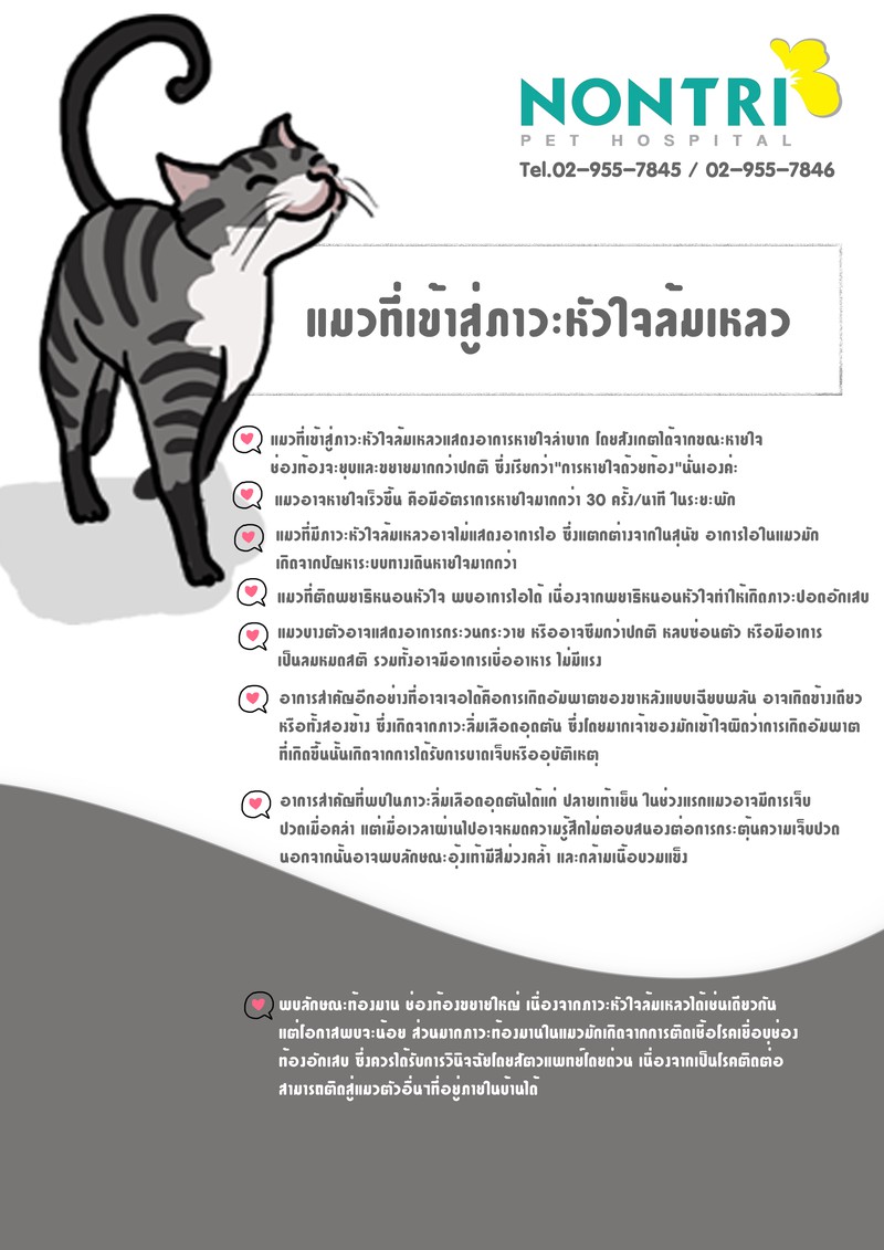 แมวที่เข้าสู่ภาวะหัวใจล้มเหลว