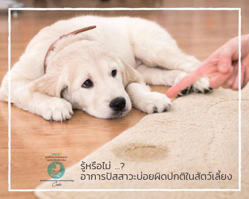 รู้หรือไม่ อาการปัสสาวะบ่อยผิดปกติในสัตว์เลี้ยง