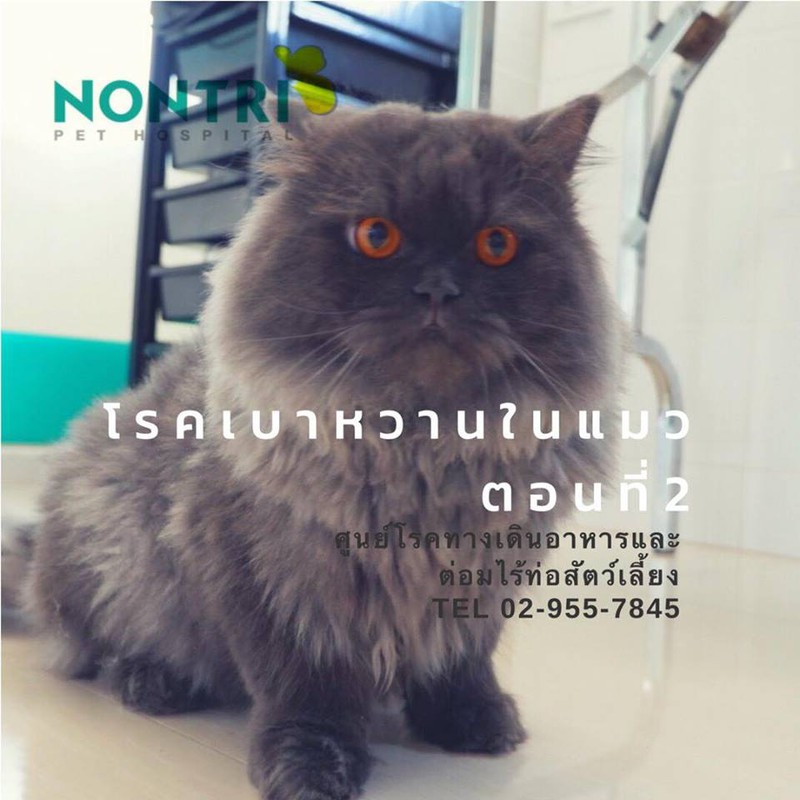 เบาหวานในแมว