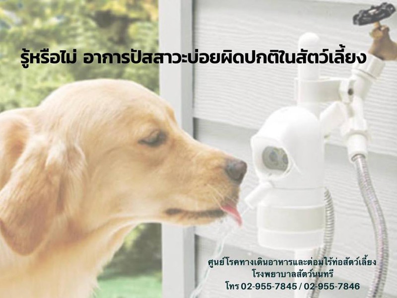 รู้หรือไม่ อาการปัสสาวะบ่อยผิดปกติในสัตว์เลี้ยง