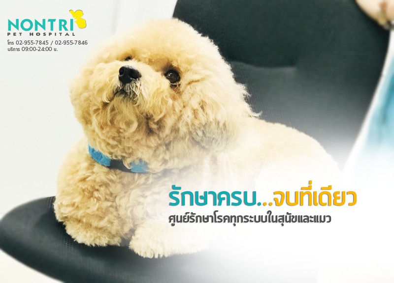 รักษาครบ จบที่เดียว ศูนย์รักษาโรคทุกระบบในสุนัขและแมว
