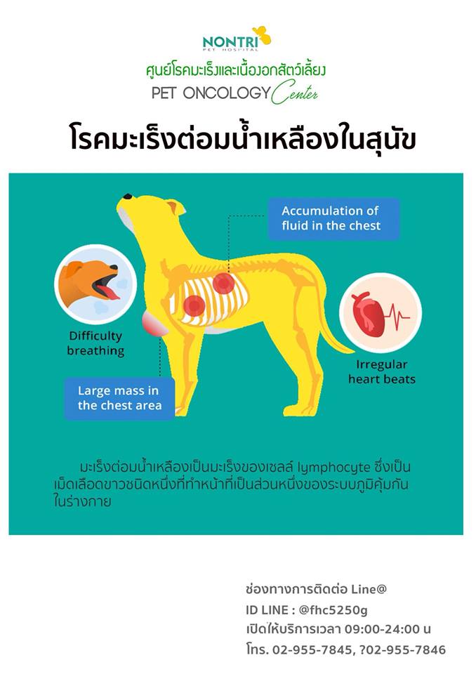 มะเร็งต่อมน้ำเหลืองเป็นมะเร็งของเซลล์ lymphocyte ซึ่งเป็นเม็ดเลือดขาวชนิดหนึ่ง ที่ทำหน้าที่เป็นส่วนหนึ่งของระบบภูมิคุ้มกันในร่างกาย