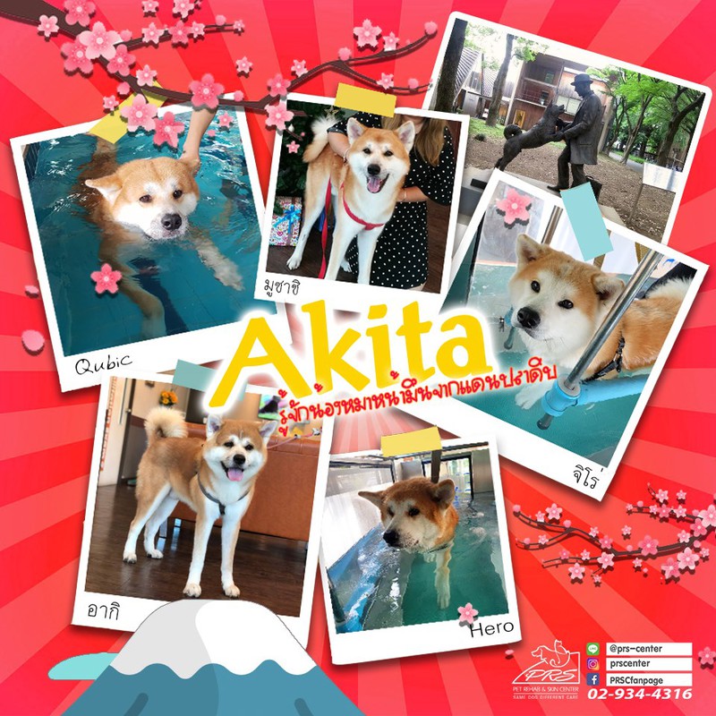 เรื่องของ Hachiko สุนัขพันธุ์ #อากิตะ แสนซื่อสัตย์