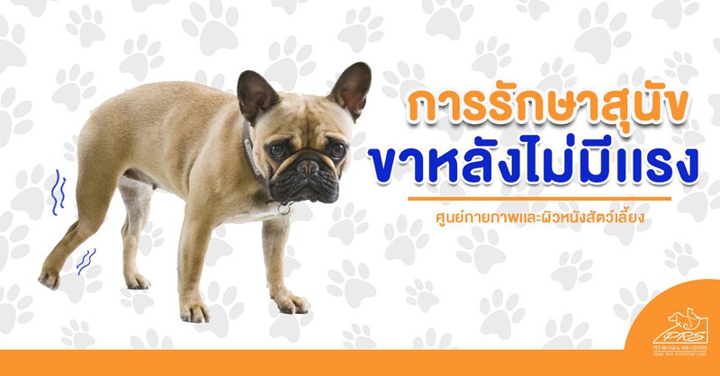 การรักษาสุนัขที่มีอาการขาหลังไม่มีแรง