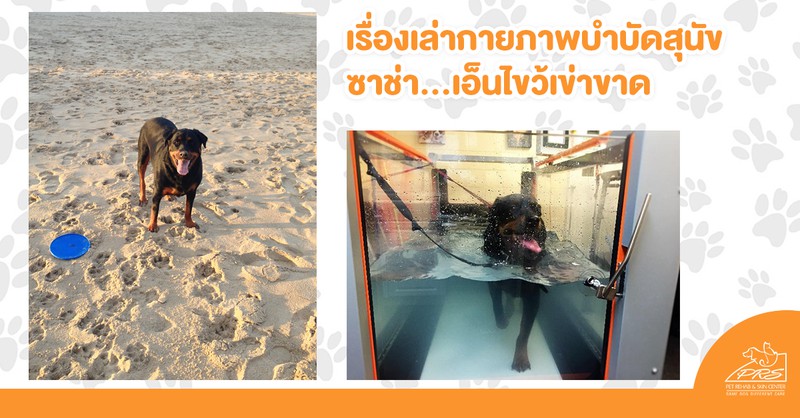 กายภาพบำบัดสุนัข... ซาช่า เอ็นไขว้เข่าขาด