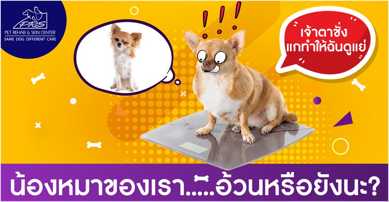 น้องหมาของเรา.....อ้วนหรือยังนะ?