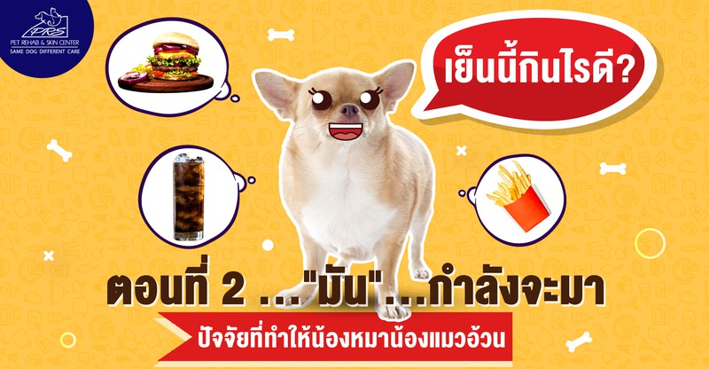 ปัจจัยที่ทำให้น้องหมาน้องแมวอ้วน
