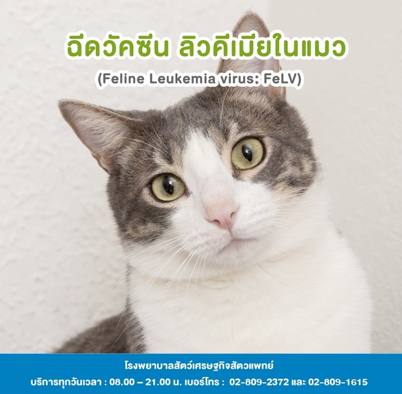 วัคซีนลิวคีเมียในแมว - ศูนย์โรคในแมว CAT FRIENDLY CLINIC
