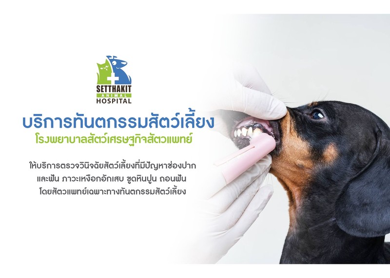 บริการทันตกรรมสัตว์เลี้ยง โรงพยาบาลสัตว์เศรษฐกิจสัตวแพทย์