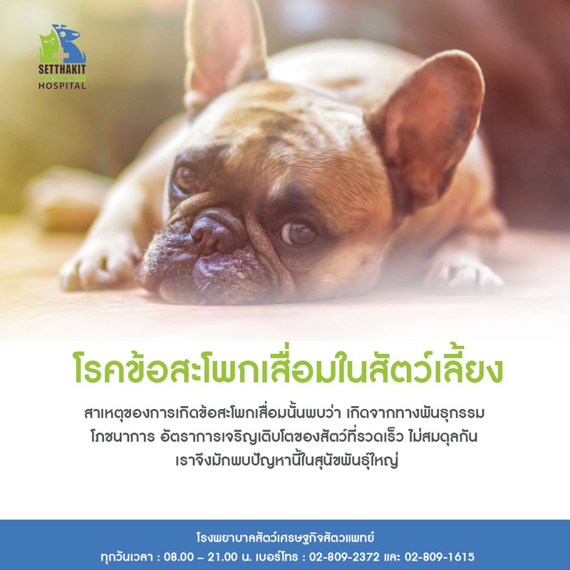 โรคข้อสะโพกเสื่อมในสัตว์เลี้ยง โรงพยาบาลสัตว์เศรษฐกิจสัตวแพทย์