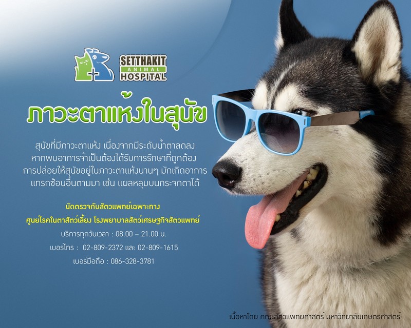 ภาวะตาแห้งในสุนัข - ศูนย์โรคในตาสัตว์เลี้ยง โรงพยาบาลสัตว์เศรษฐกิจสัตวแพทย์