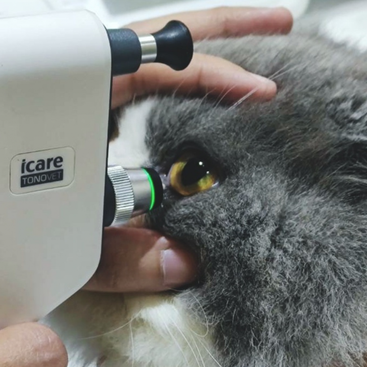 ศูนย์โรคในแมว CAT FRIENDLY CLINIC