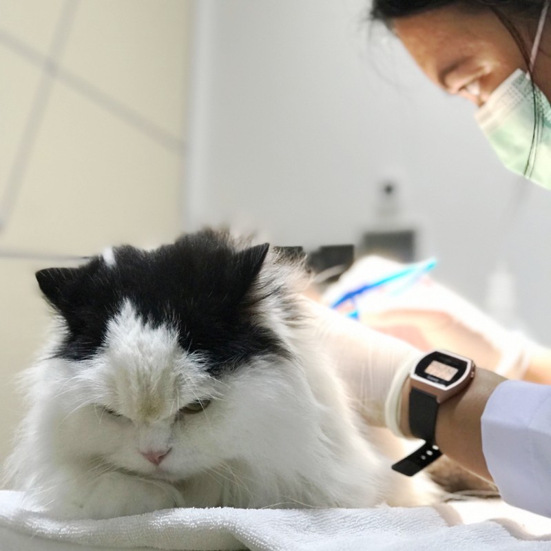 ศูนย์โรคในแมว CAT FRIENDLY CLINIC