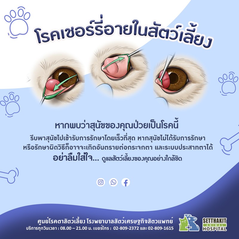 โรคเชอร์รี่อายในสัตว์เลี้ยง