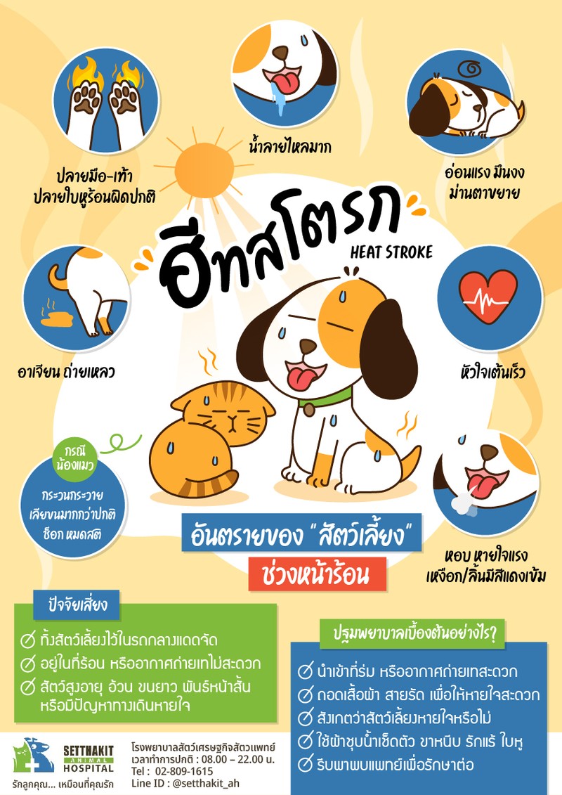 ฮีทสโตรก!!…อันตรายของ "สัตว์เลี้ยง" หน้าร้อน -