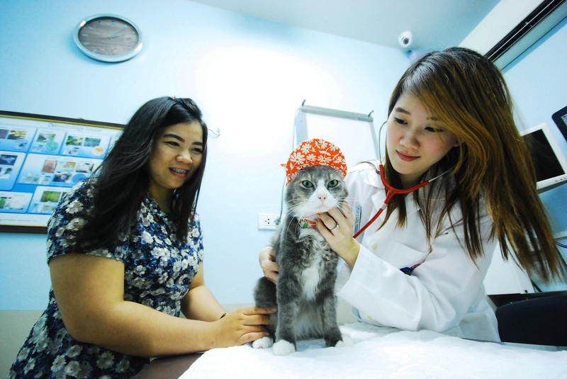 มีห้องตรวจสำหรับแมวโดยเฉพาะ
