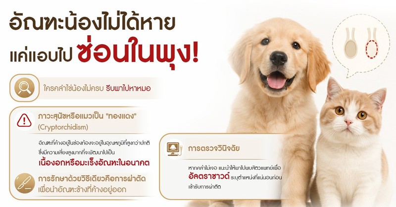 ศูนย์การสัตวแพทย์ PKAH รังสิต (4/4)